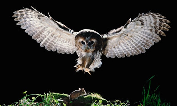 Tawny-owl-006